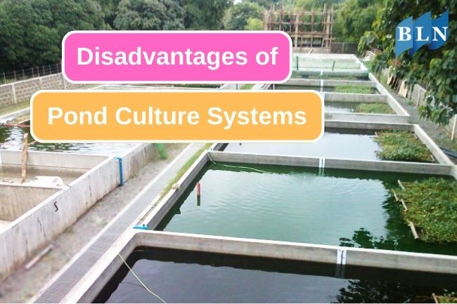 5 Disadvantages of Pond Systems for Aquaculture